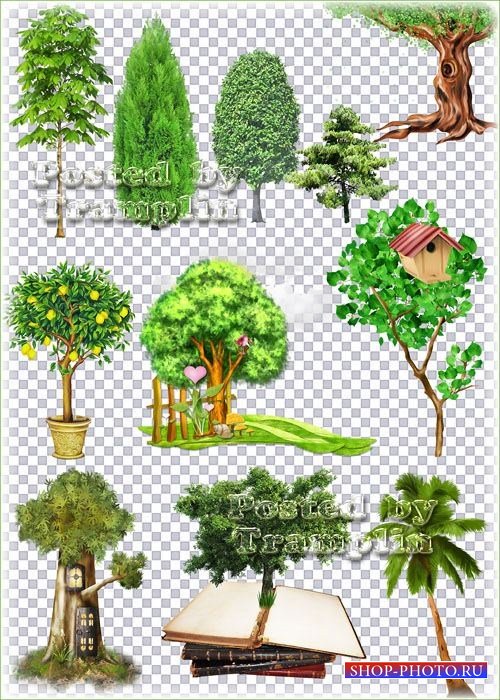 Деревья и кустарники на прозрачном фоне