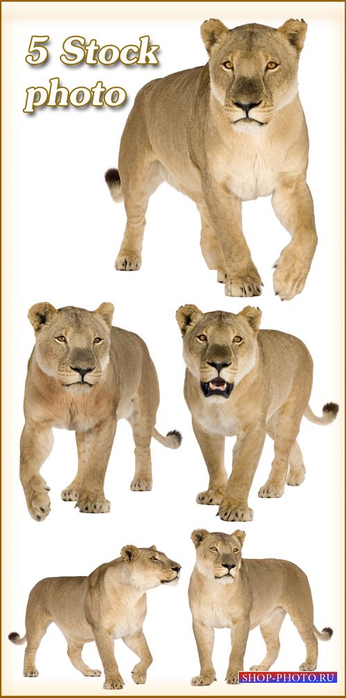 Львица, хищница, царица зверей - растровый клипарт 