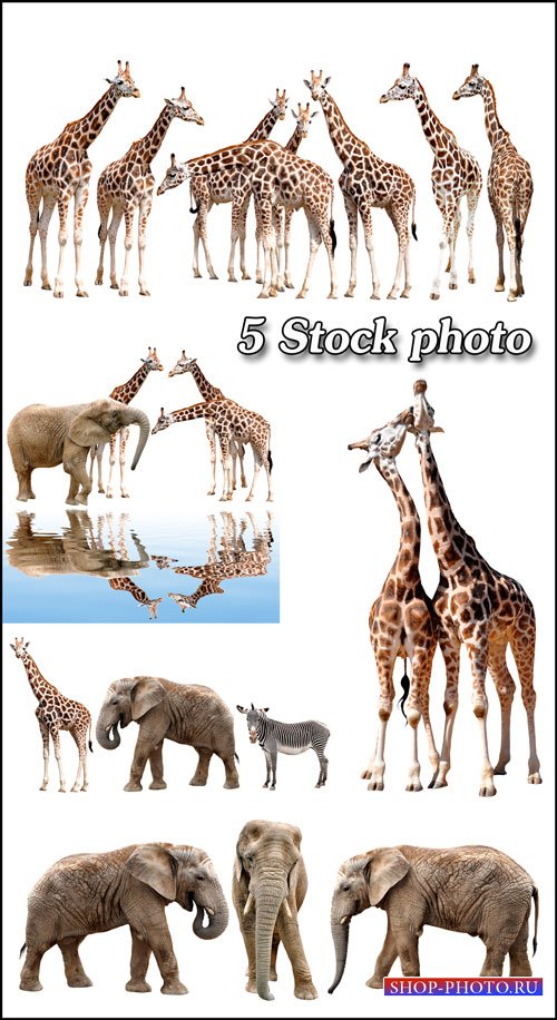 Животные, жираф, слон, зебра - растровый клипарт 