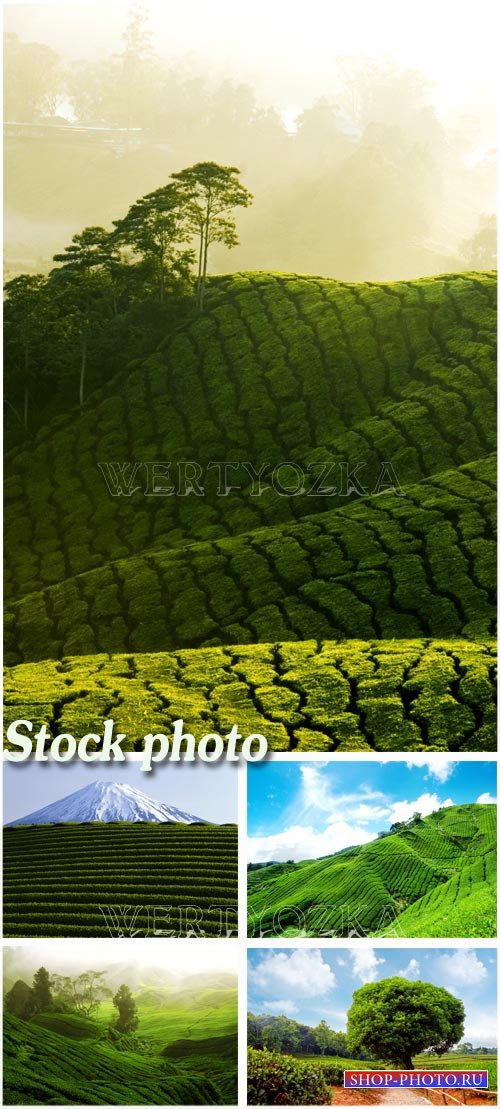 Чайные плантации на горных вершинах / Tea plantations on the slopes of the mountains