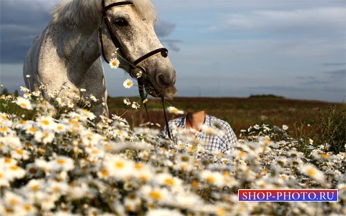  Шаблон женский - С красивым конем в поле ромашек 