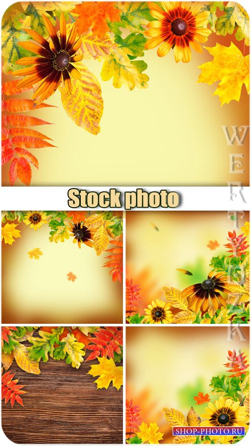 Осенние фоны / Autumn backgrounds, flowers and yellow autumn leaves - Raster clipart