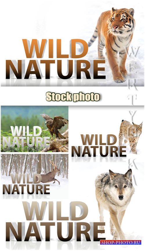 Дикая природа, тигр, волк, рысь, орел, олень / Wild nature, tiger, wolf, lynx, eagle, deer - Raster clipart
