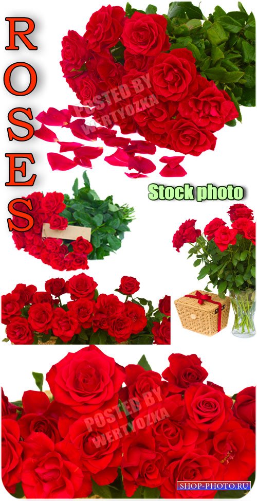 Розы, букеты роз, цветы / Roses, bouquets of roses, flowers - Raster clipart