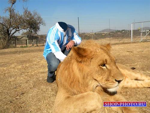  Шаблон psd мужской - Фотография с красивым львом 