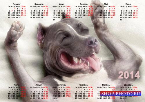  Красивый календарь - Жизнерадостная собачка 