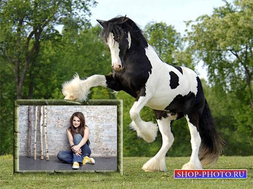  Рамка для фотошоп - Шикарная черно-белая лошадь и ваше фото 