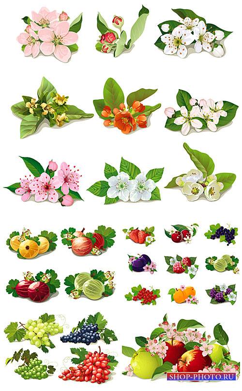 Весенние цветы, фрукты и ягоды в векторе / Spring flowers, fruits and berries vector