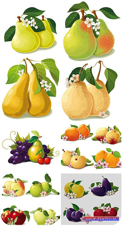 Фрукты в векторе, груши, яблоки / Vector fruit, pears, apples