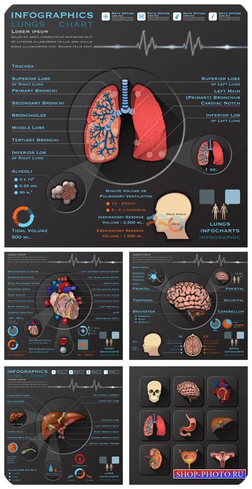 Медицина, инфографика в векторе / Medicine, infographics vector