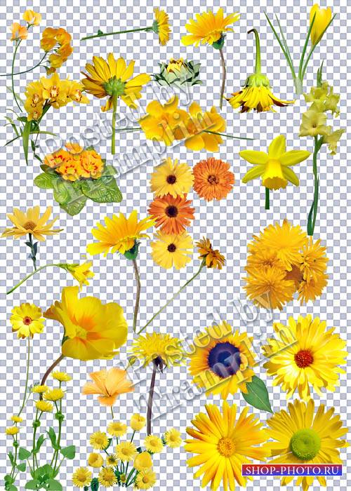 Желтые цветы на прозрачном фоне - Как Солнца лучики они светлы