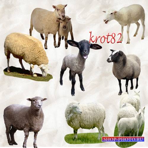 Домашние животные на прозрачном фоне - Овцы, козы, бараны, ягнята 
