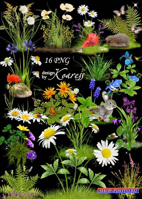 Набор цветочных кластеров для фотошопа с полевыми и лесными цветами - Цветочная поляна - часть 1