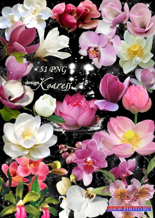 Png клипарт для фотошопа с лотосами, водяными лилиями, орхидеями - Экзотические цветы из южных стран
