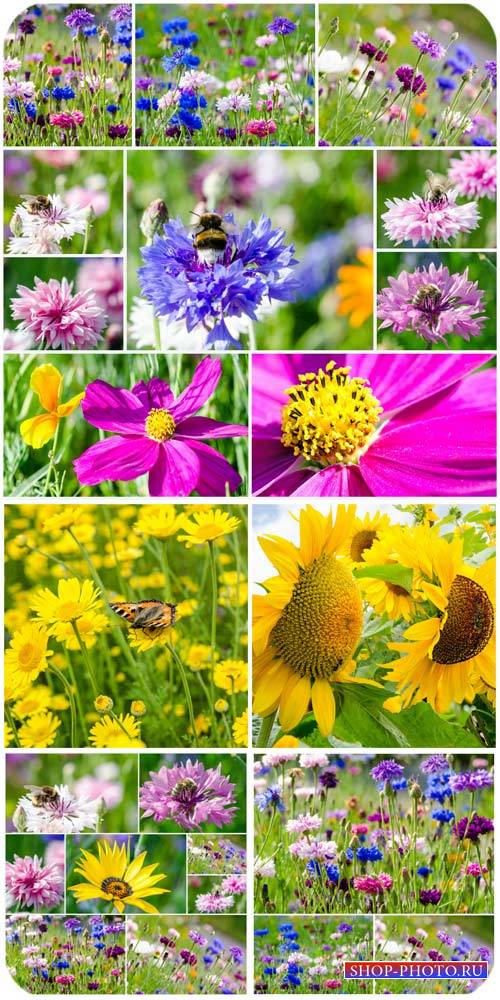 Цветочные поля, подсолнухи / Flower field, sunflowers - Stock photo