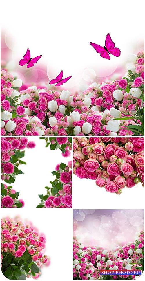 Розы, фоны с цветами и бабочками / Roses, backgrounds with flowers and butterflies - Stock photo