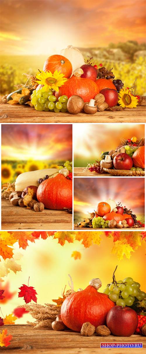 Осенние фоны, осенний урожай / Autumn background, fall harvest - Stock photo