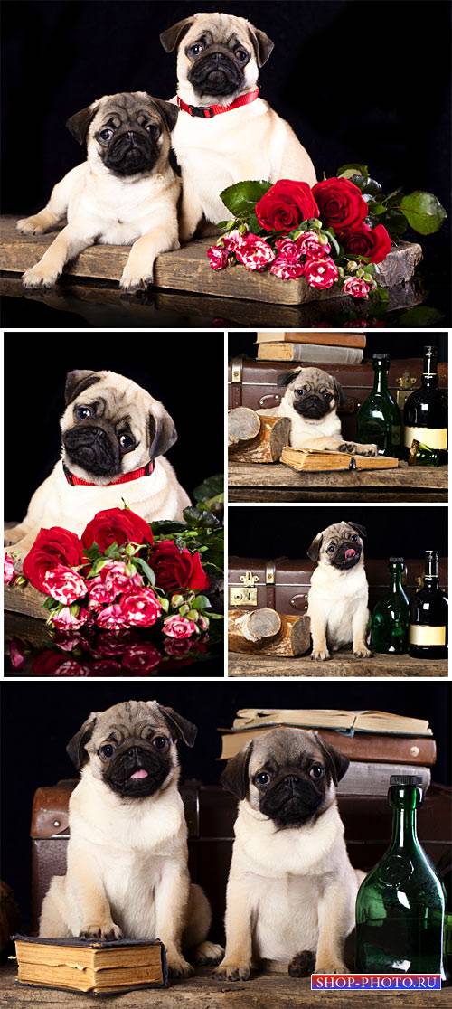 Породистые щенки мопс / Purebred pug puppies - Stock photo