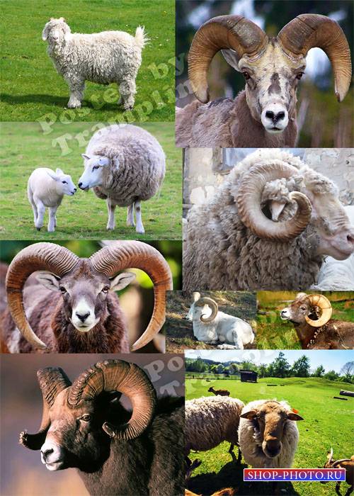 Овца, коза – символ 2015 года – Растровый клипарт
