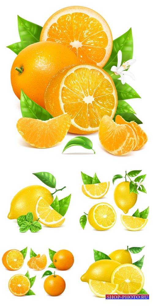 Лимон, апельсин в векторе / Lemon, orange vector