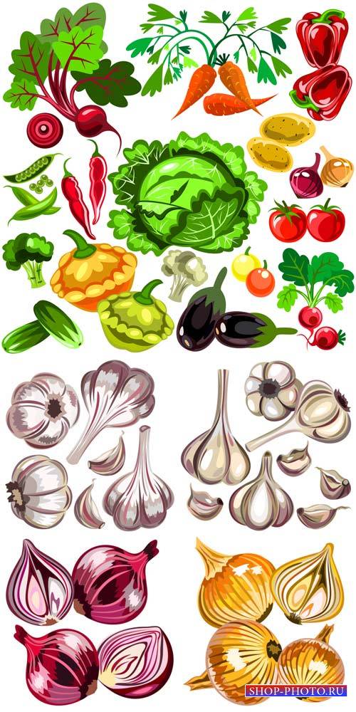 Овощи в векторе, лук, чеснок / Vegetables vector, onions, garlic