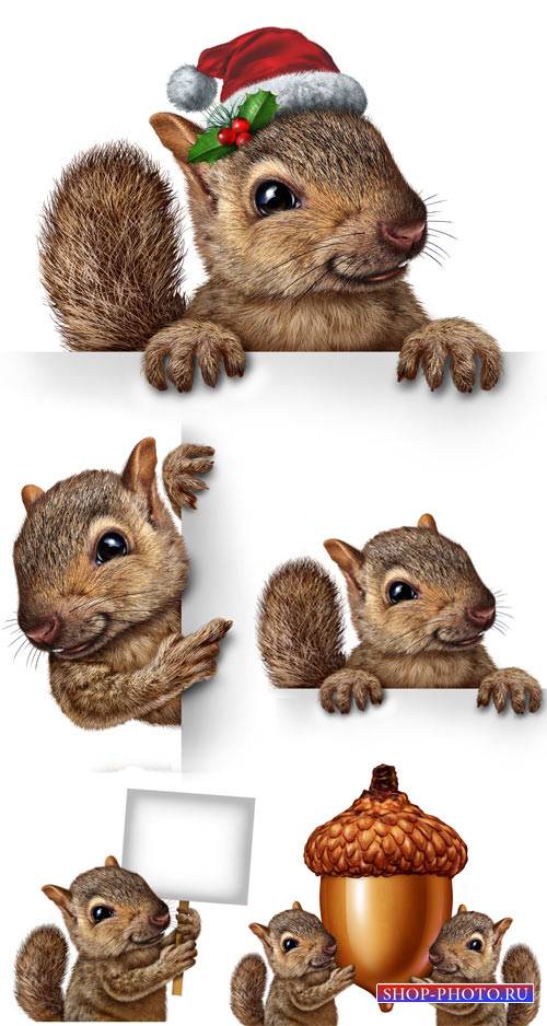 Белка с белым плакатом / Squirrel with white placard - Stock photo