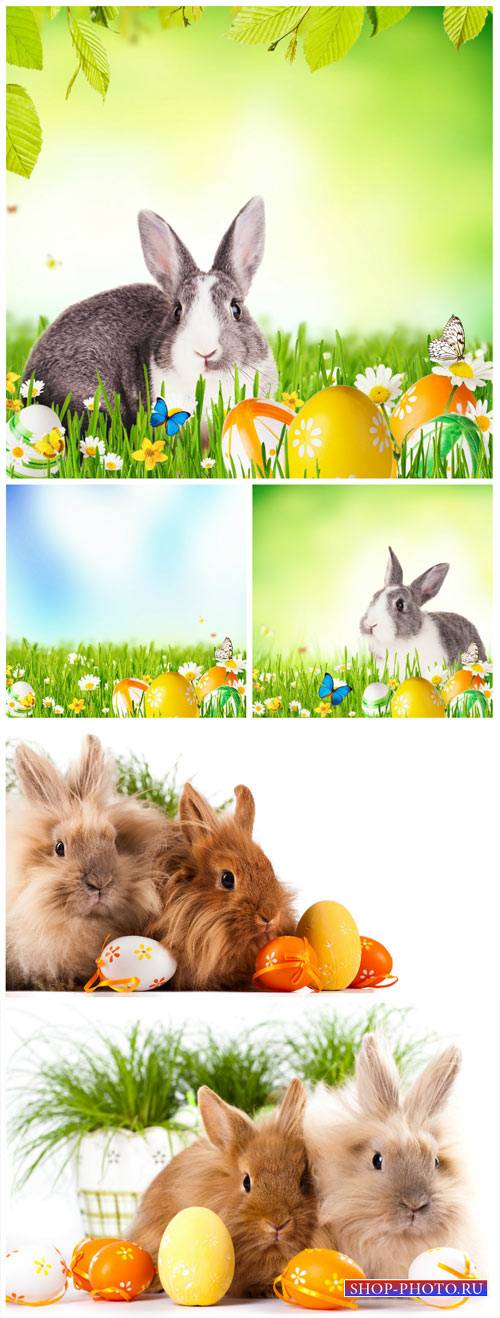 Easter bunnies, flowers and butterflies - stock photos