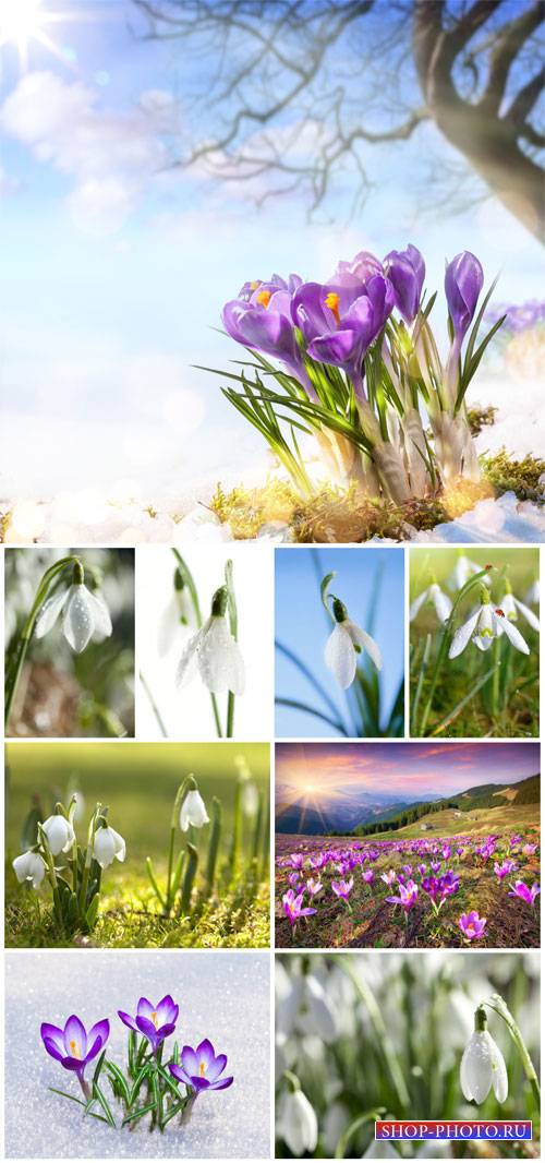 Crocuses, snowdrops - stock photos