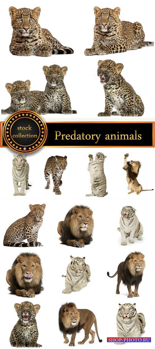 Predatory animals, lion, tiger - stock photos