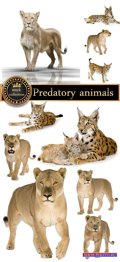 Predatory animals, lion, lynx - stock photos