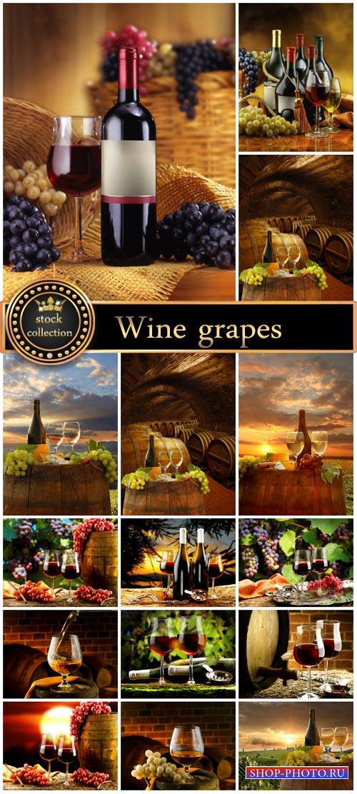 Wine, grapes, nature - stock photos