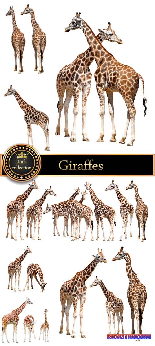 Giraffes, animals - stock photos