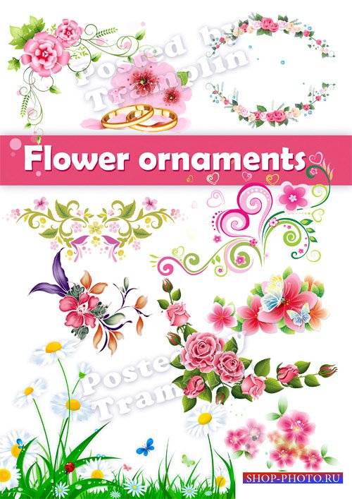 Цветы и цветочные орнаменты  на прозрачном фоне