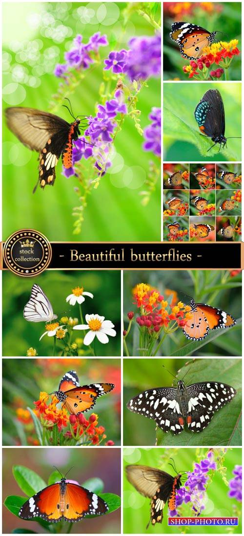 Beautiful butterflies and flowers - stock photos