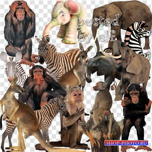  Клипарт - Обезьяны, зебры, слоны , кенгуру