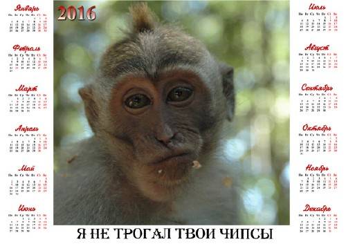  На 2016 год календарь - Честная обезьяна 