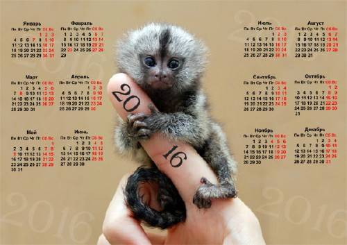Настенный календарь - Крошечная обезьянка