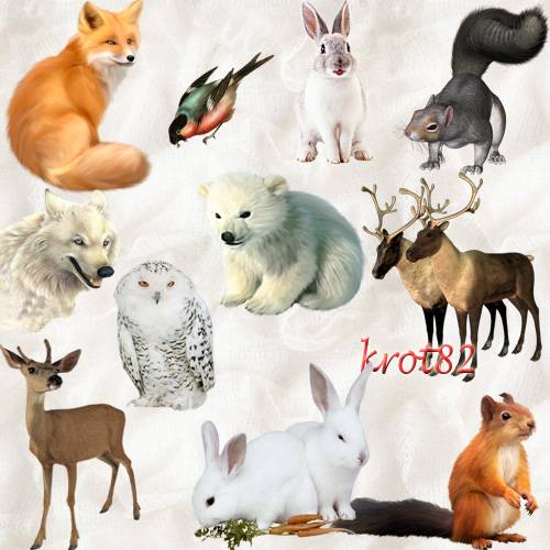 Клипарт PNG животные и птицы – Белки, олени, волки, лиса, заяц, снегири и совы    