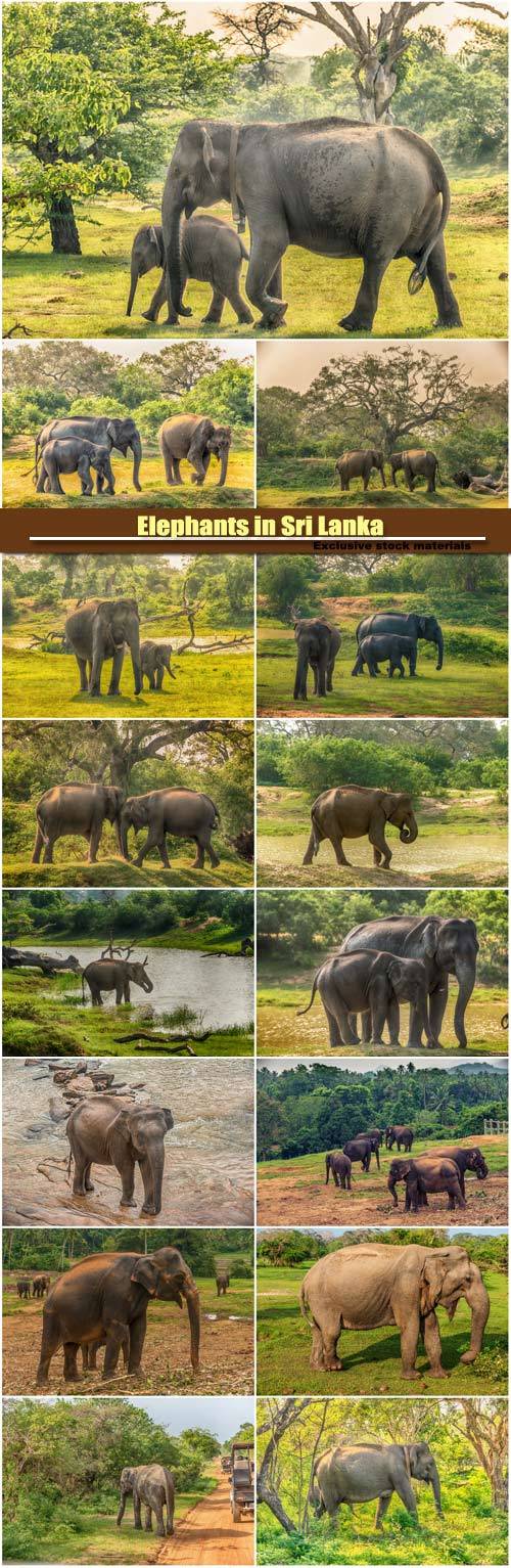 Elephants in Sri Lanka