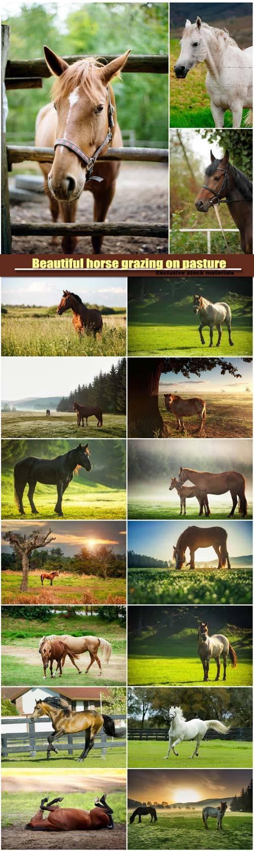 Beautiful horse grazing on pasture