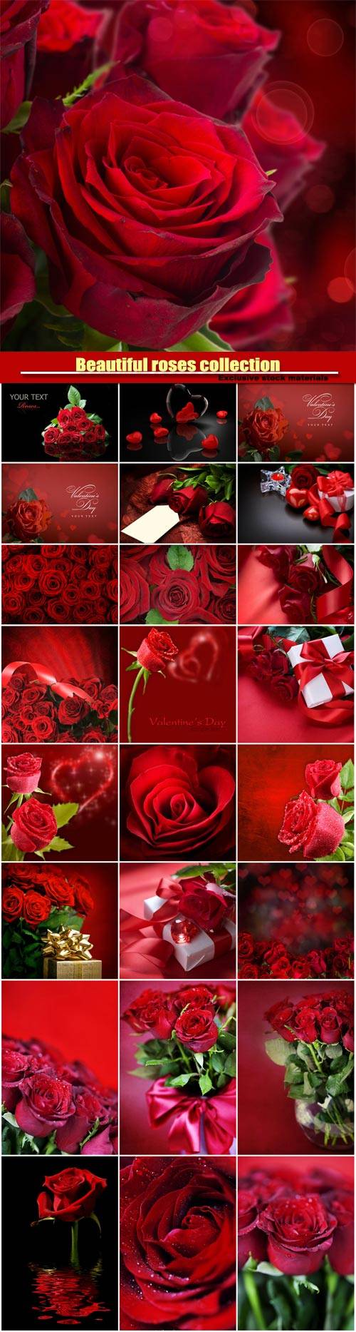 Beautiful roses, romantic collection backgrounds