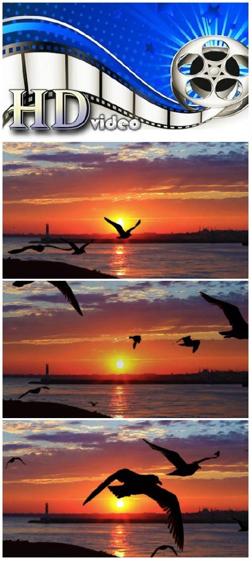 Video footage Flock of seabirds on beautiful sunset