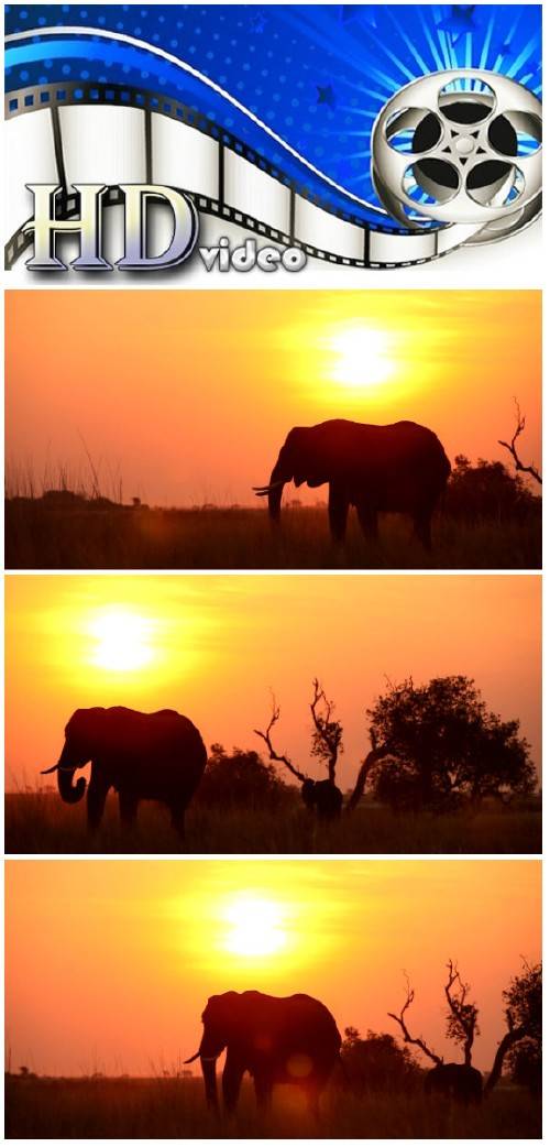 Video footage African landscape with elephant