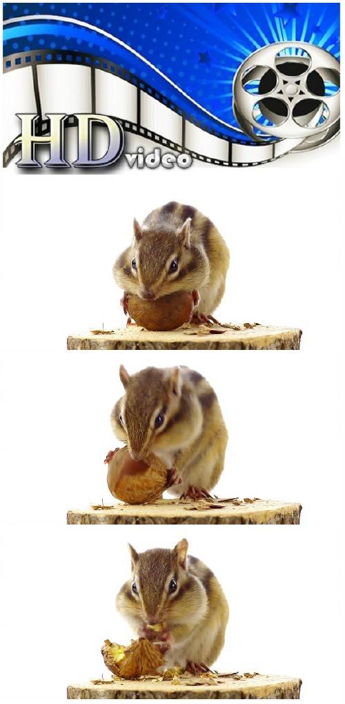 Video footage Chipmunk eating chestnuts on a tree stump