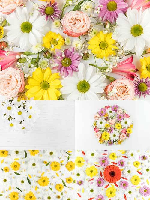 Фоны с цветами / Backgrounds with flowers