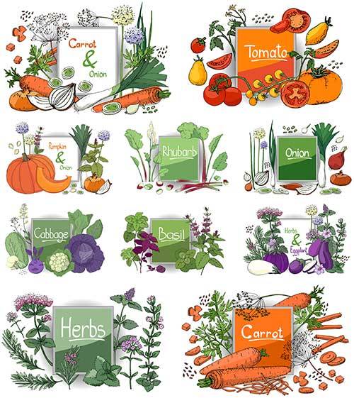   Овощи - Векторный клипарт / Vegetables - Vector Graphics