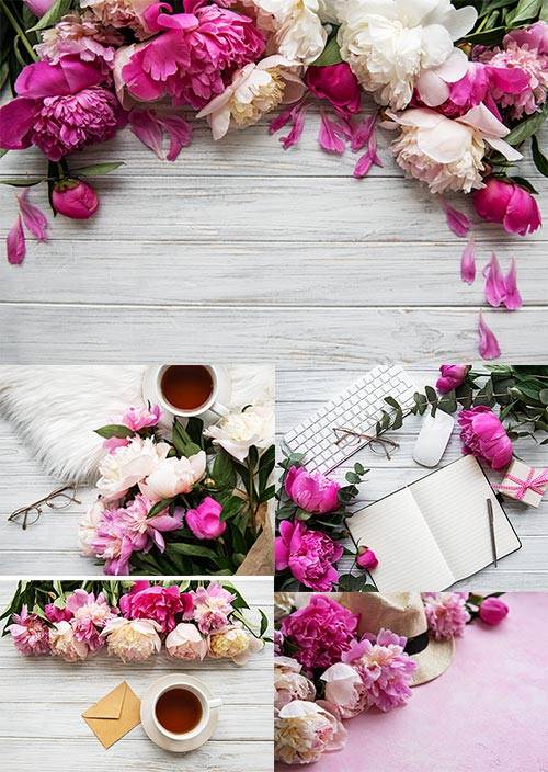 Фоны с пионами / Backgrounds with peonies