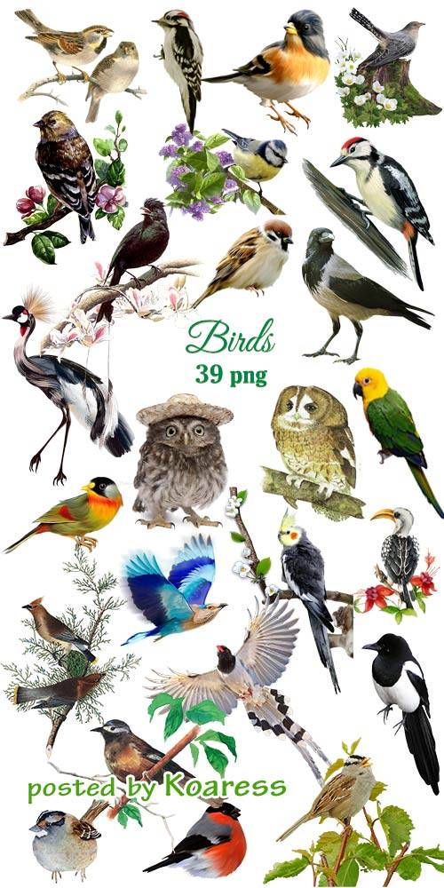 Птицы клипарт png - Birds png clip art