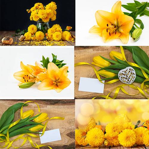 Жёлтые лилии, тюльпаны и хризантемы - Растровые фоны