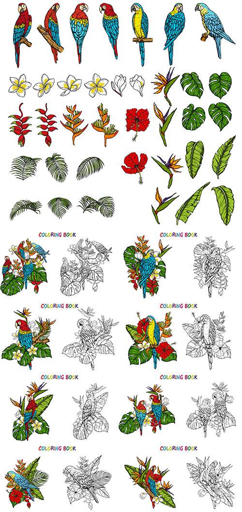 Попугаи. Раскраски - Векторный клипарт